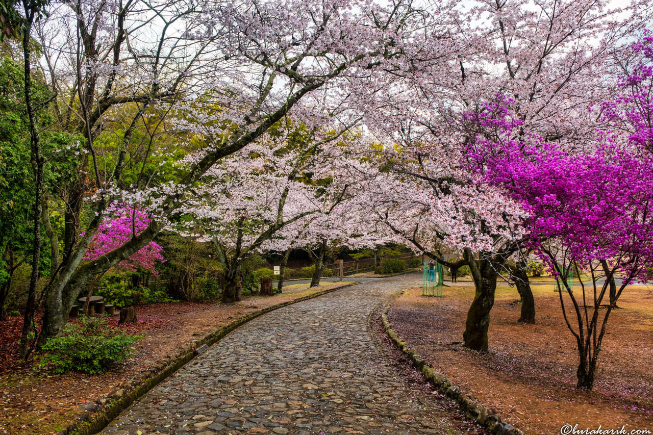 Cherry Blossoms in Arashiyama
