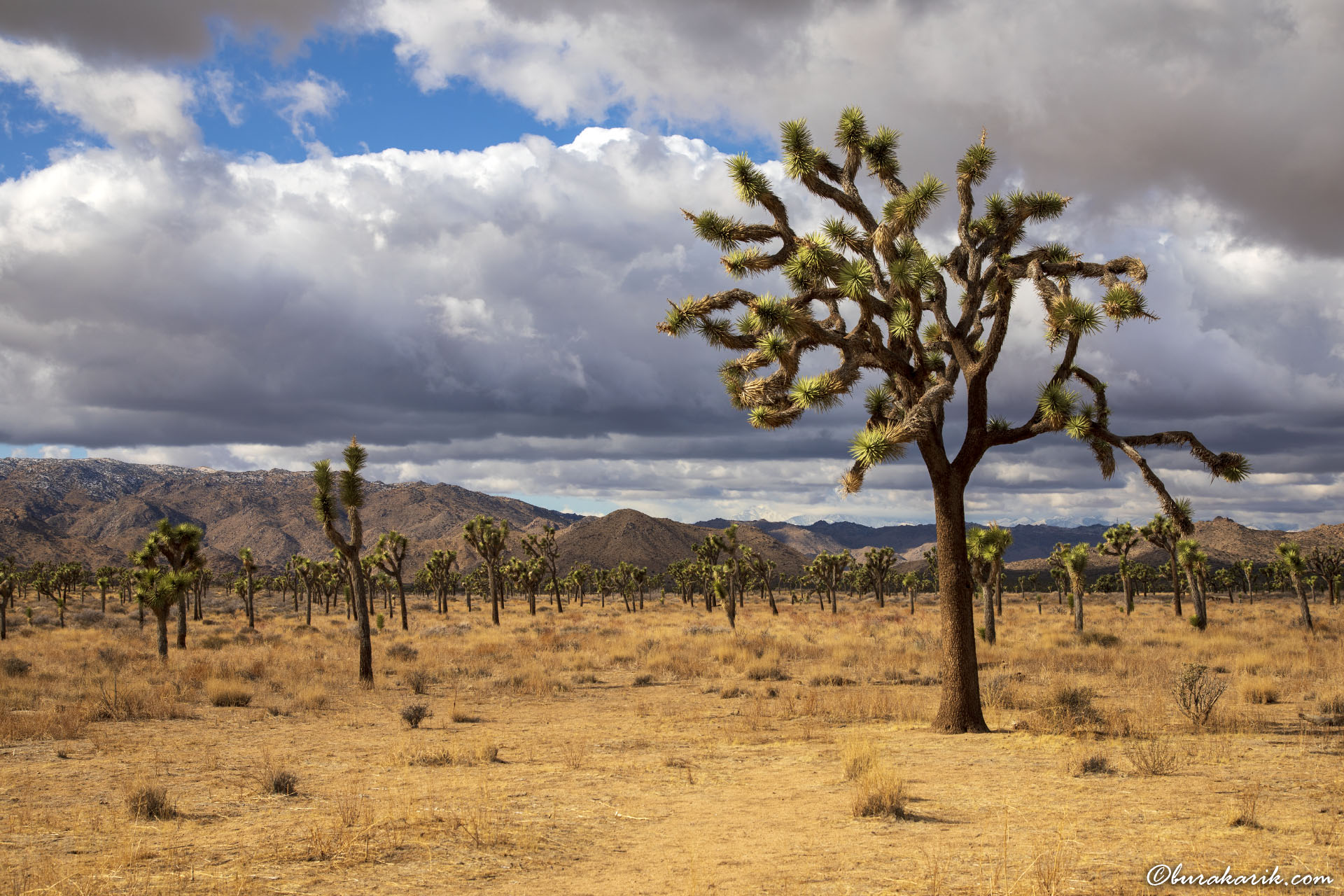 Joshua Tree Ulusal Parkı