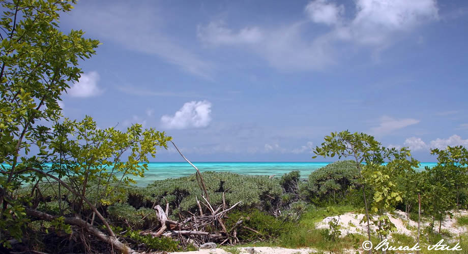 Cozumel Sahilleri