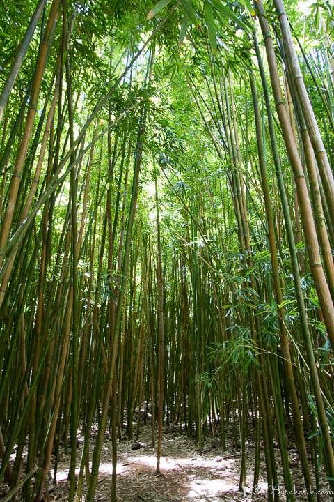 Bambu Ormanı