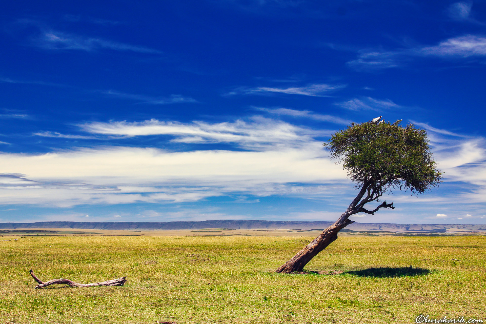 Maasai Mara'dan Bir Kare