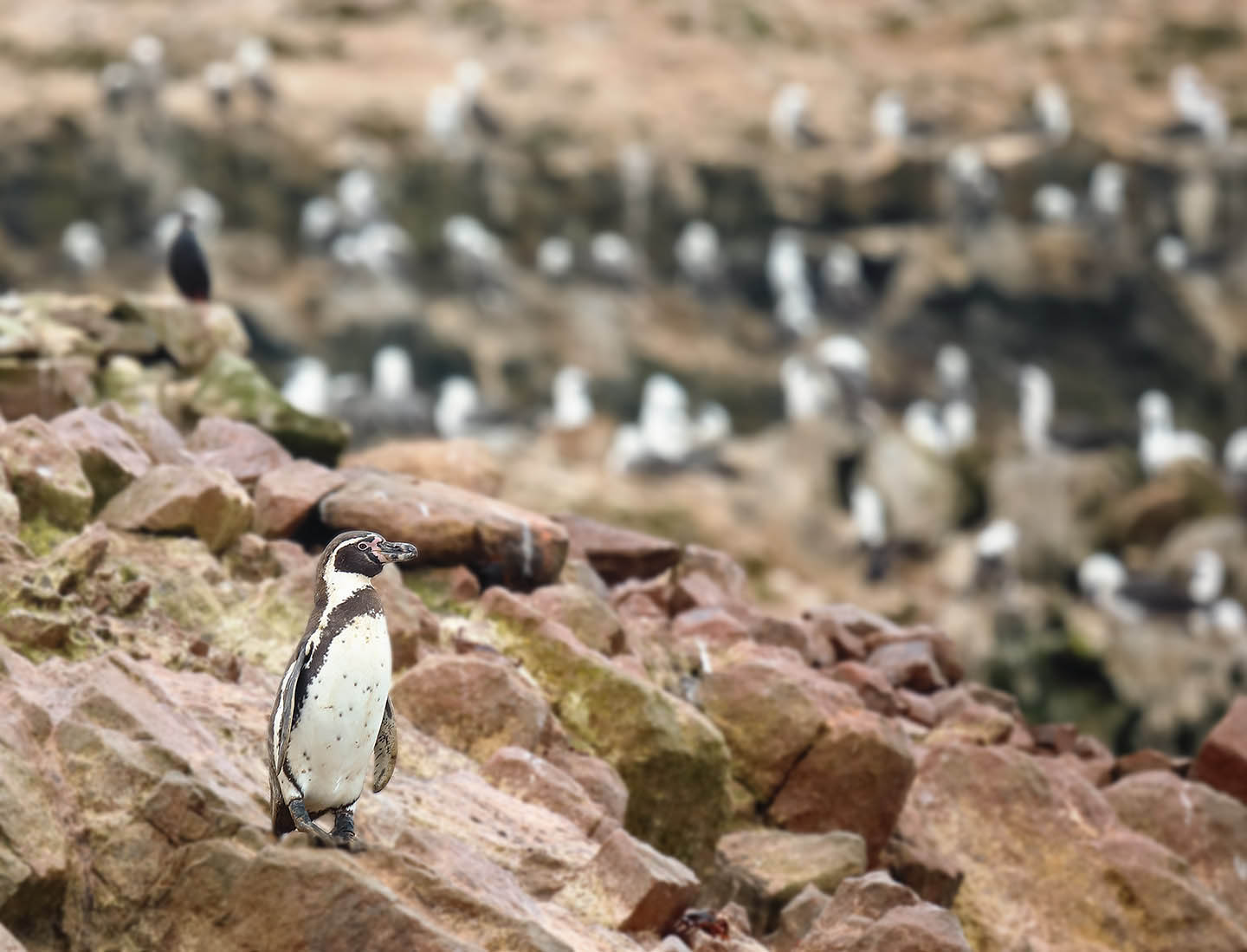 Ballestas Adasında Yalnız Penguen