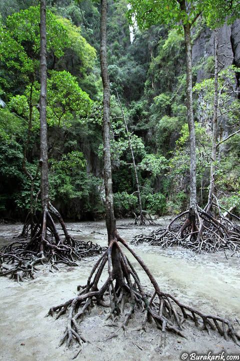 Weird Tree