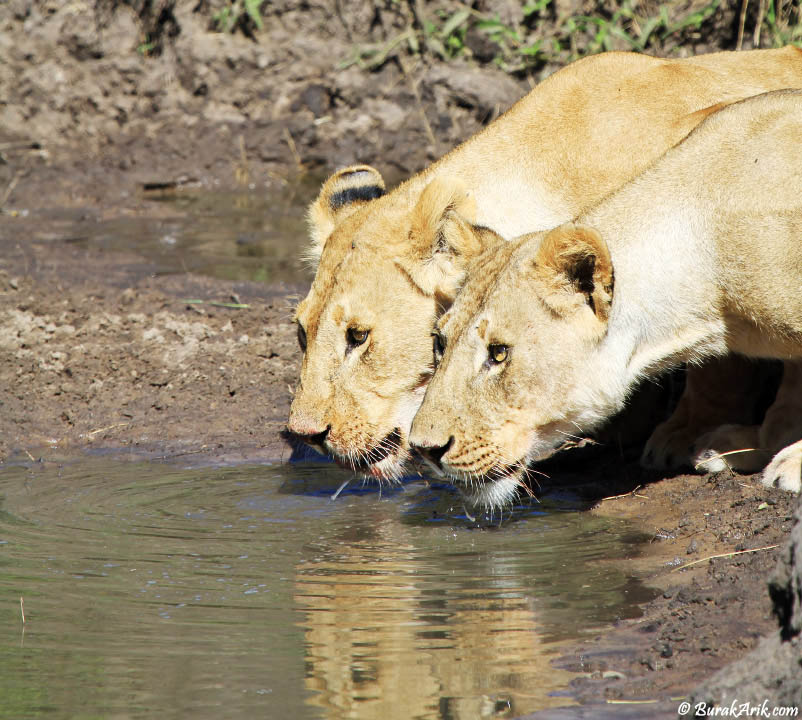 Thirsty Lions