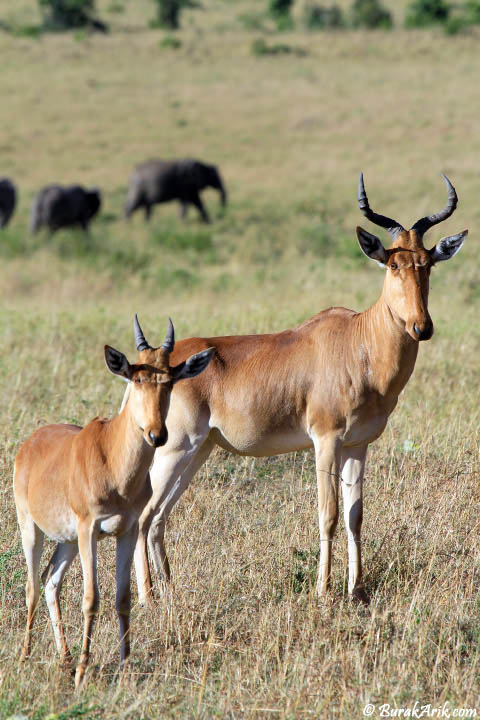 Hartebeest