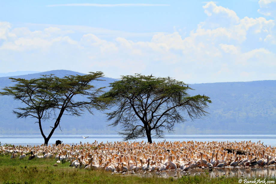 Naivasha Gölü