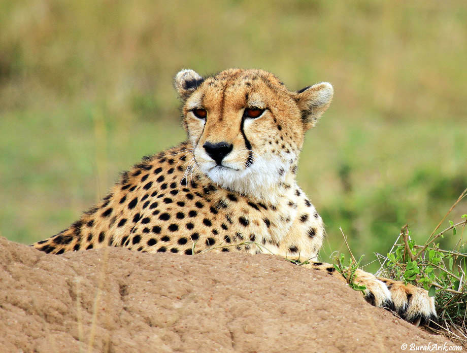 Dinlenen Çita