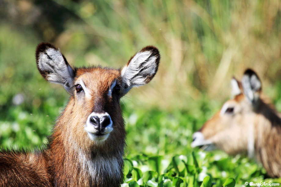 Waterbucks