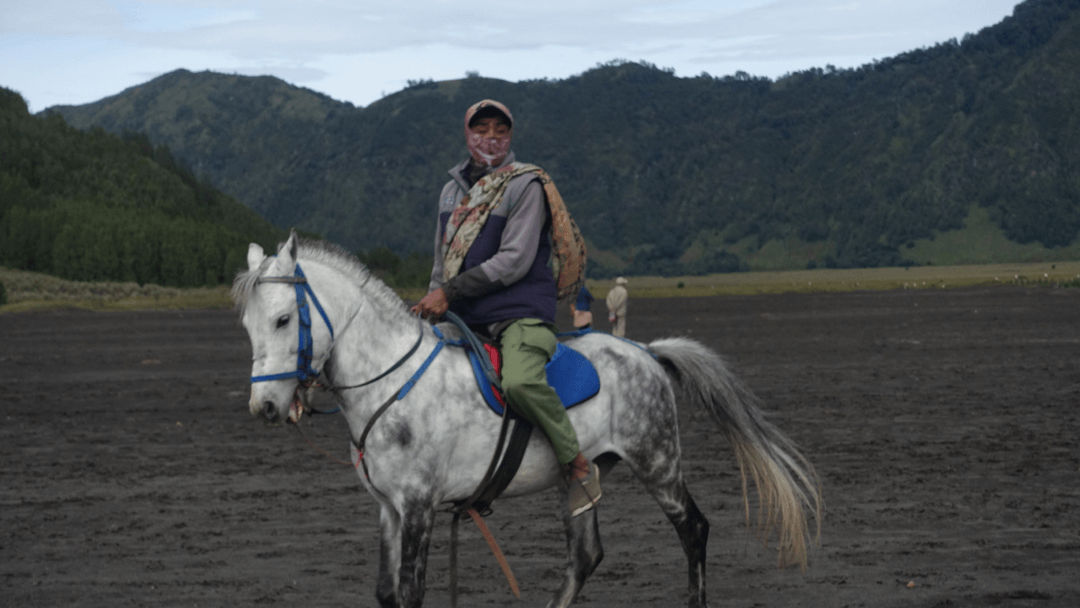 paard in Bromo