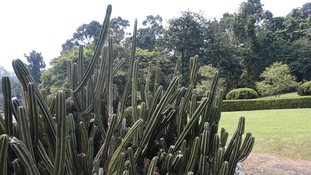 agave