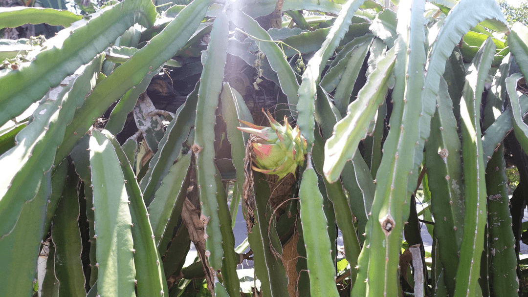 plant in Pangandaran