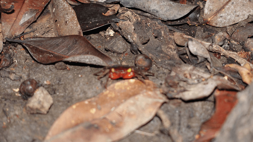 arthropod in Pangandaran