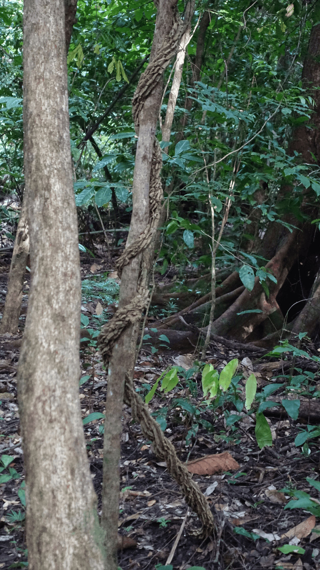 boom in Pangandaran