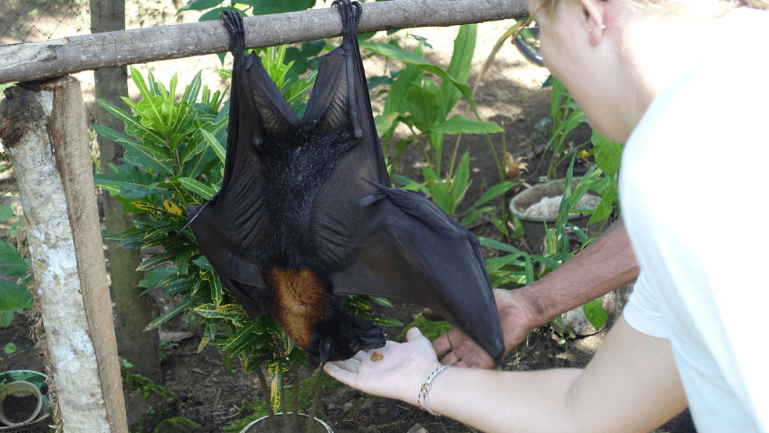 vleermuis in Pangandaran