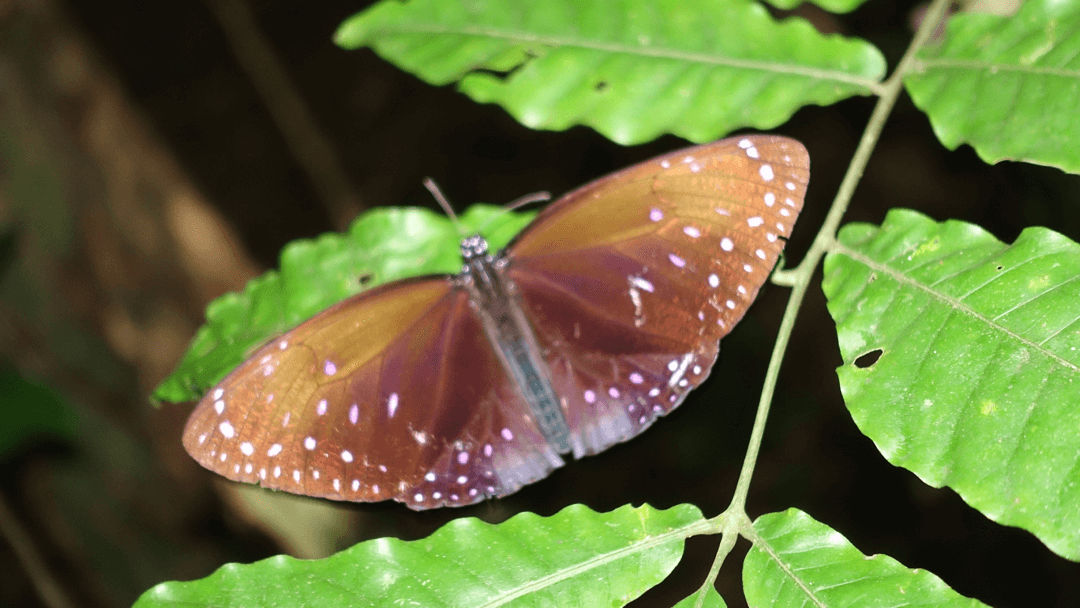 insect in Pangandaran