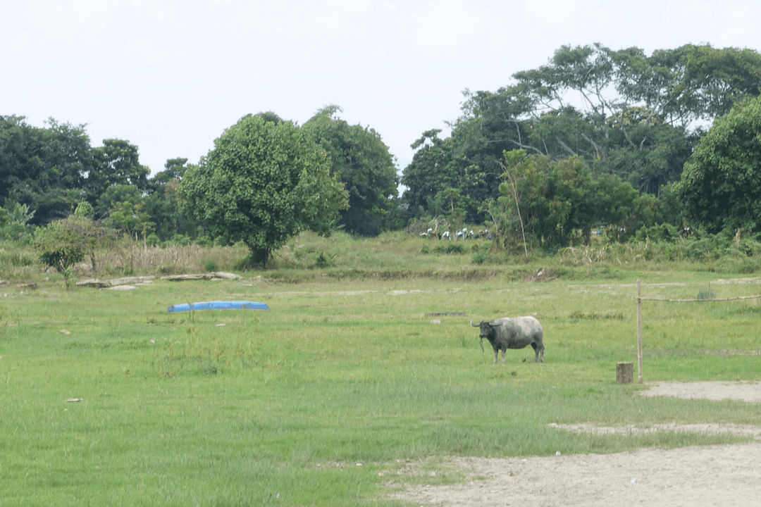 Water buffalo