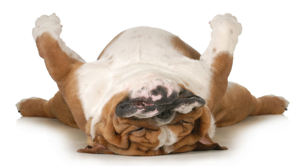 symptoms of caffeine overdose in dogs