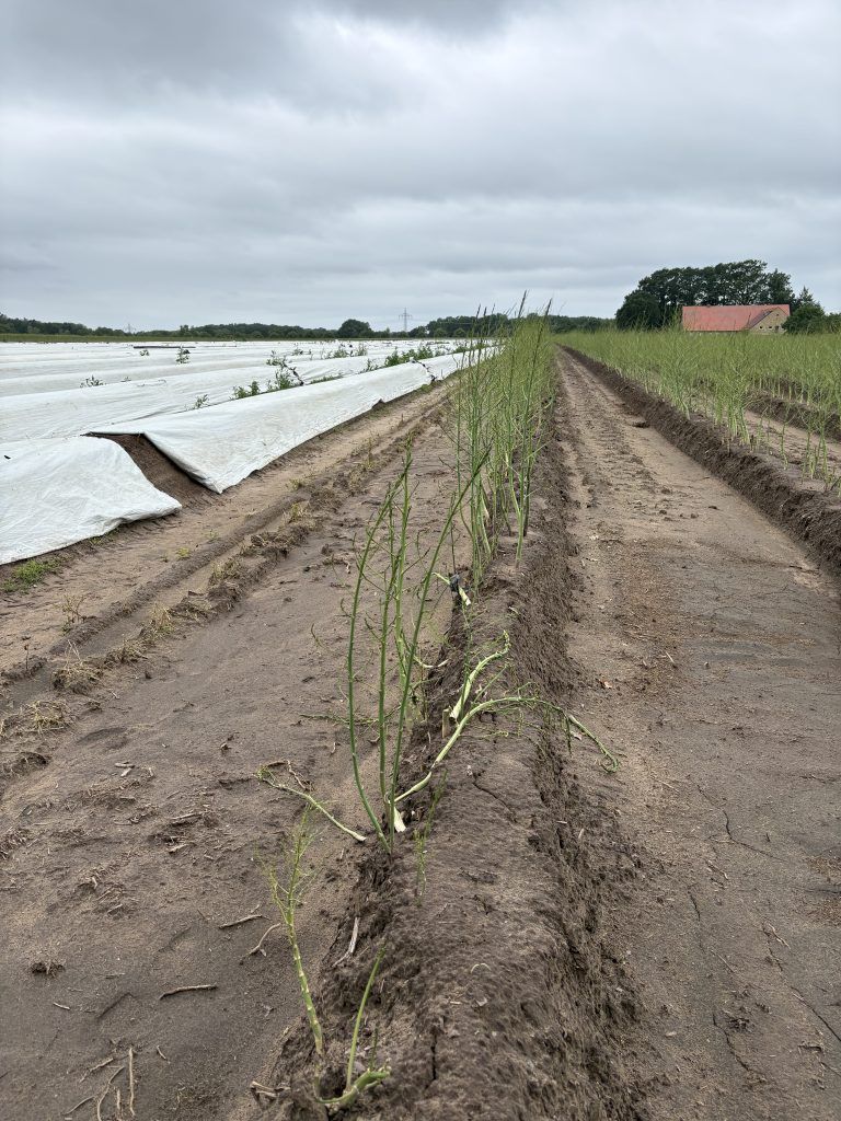 Asparagus farm