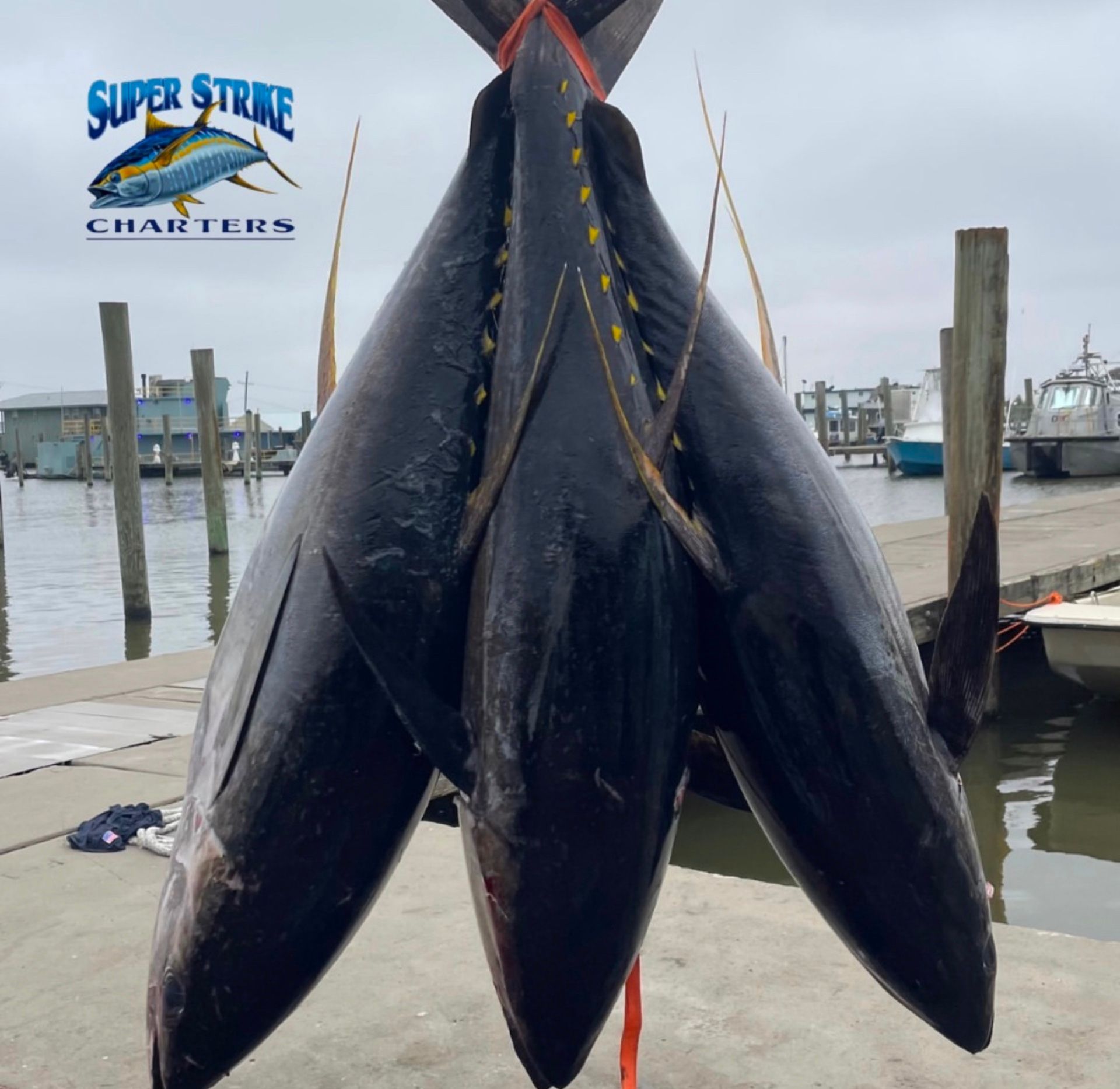 3 big tuna hanging up