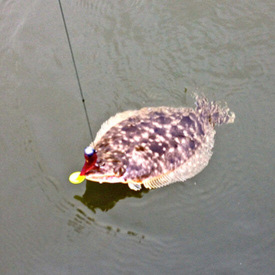 Catch flounder on a backwater fishing charter in Venice, LA.