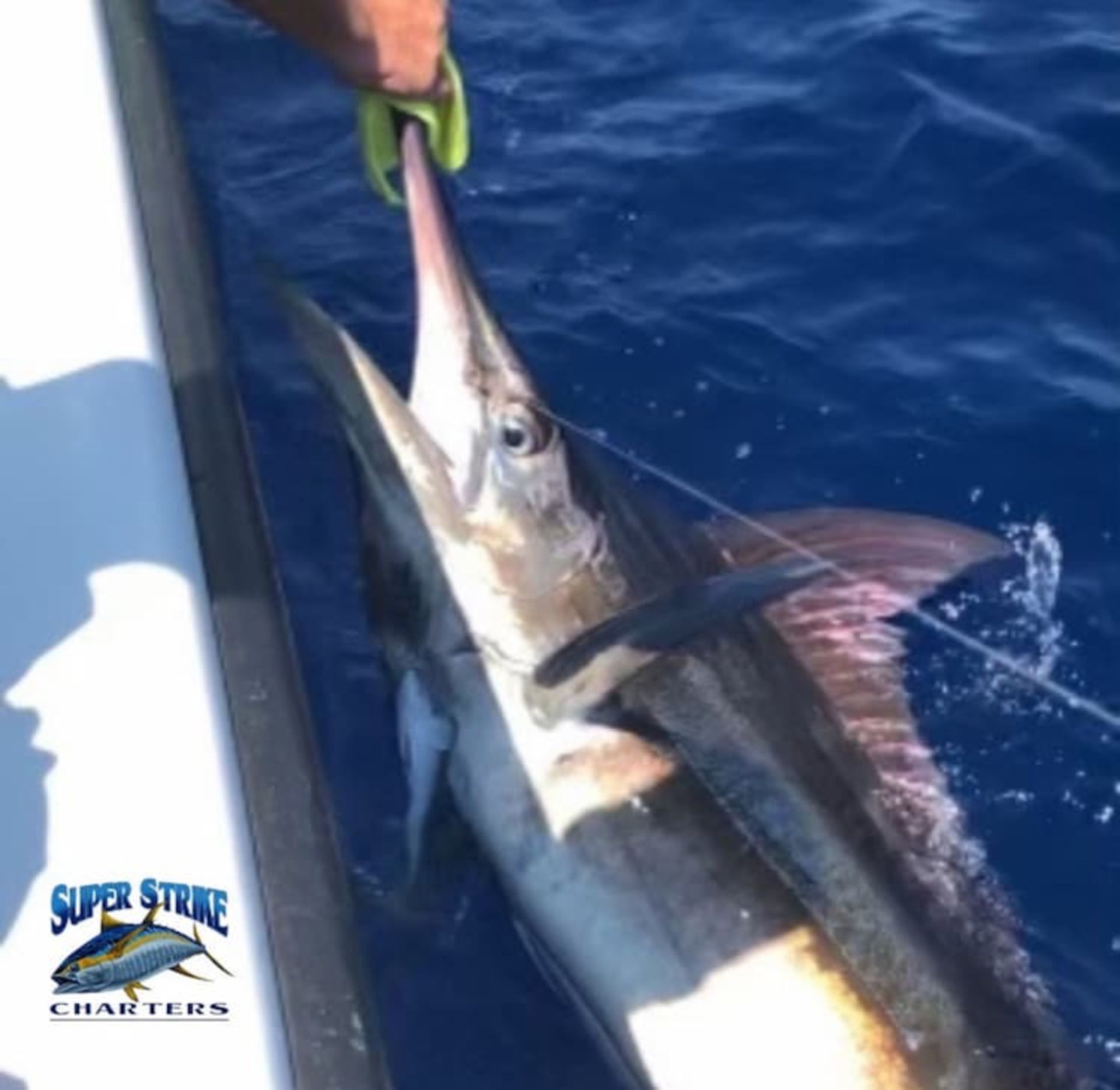 bluemarlin1.jpg