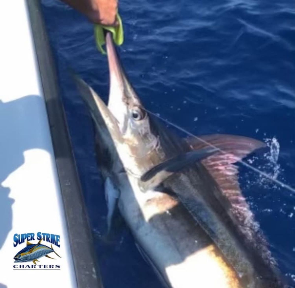 bluemarlin1.jpg