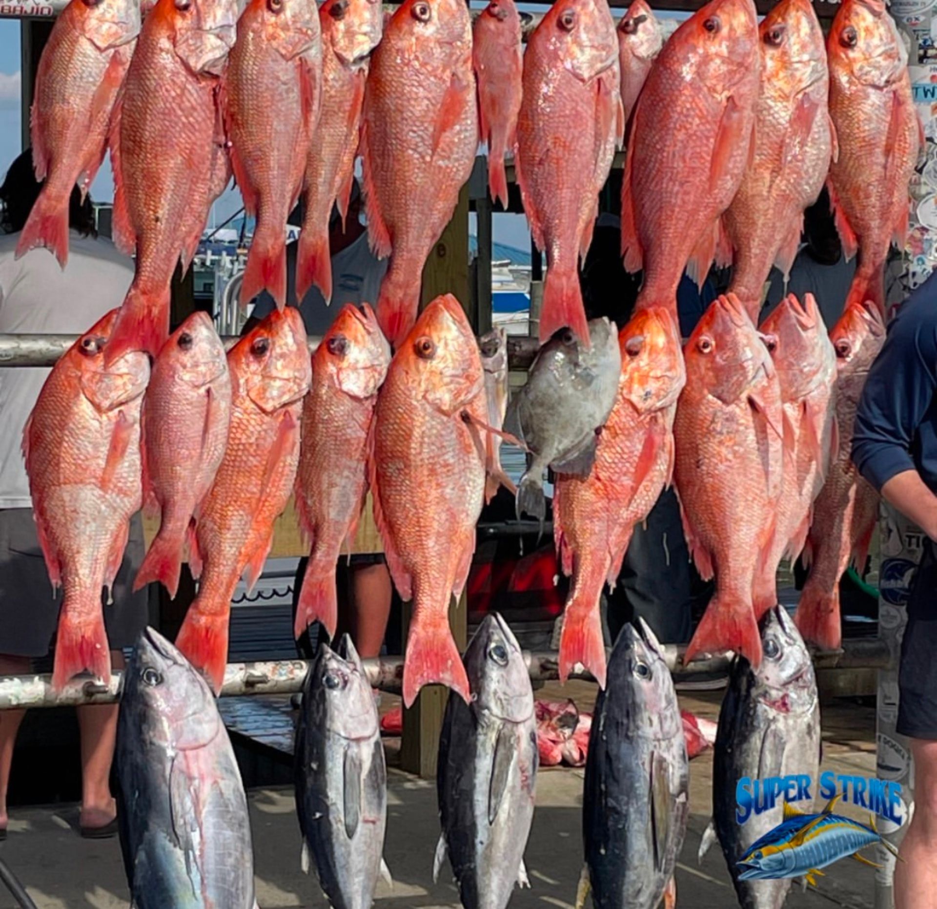 board-of-red-snapper.jpg