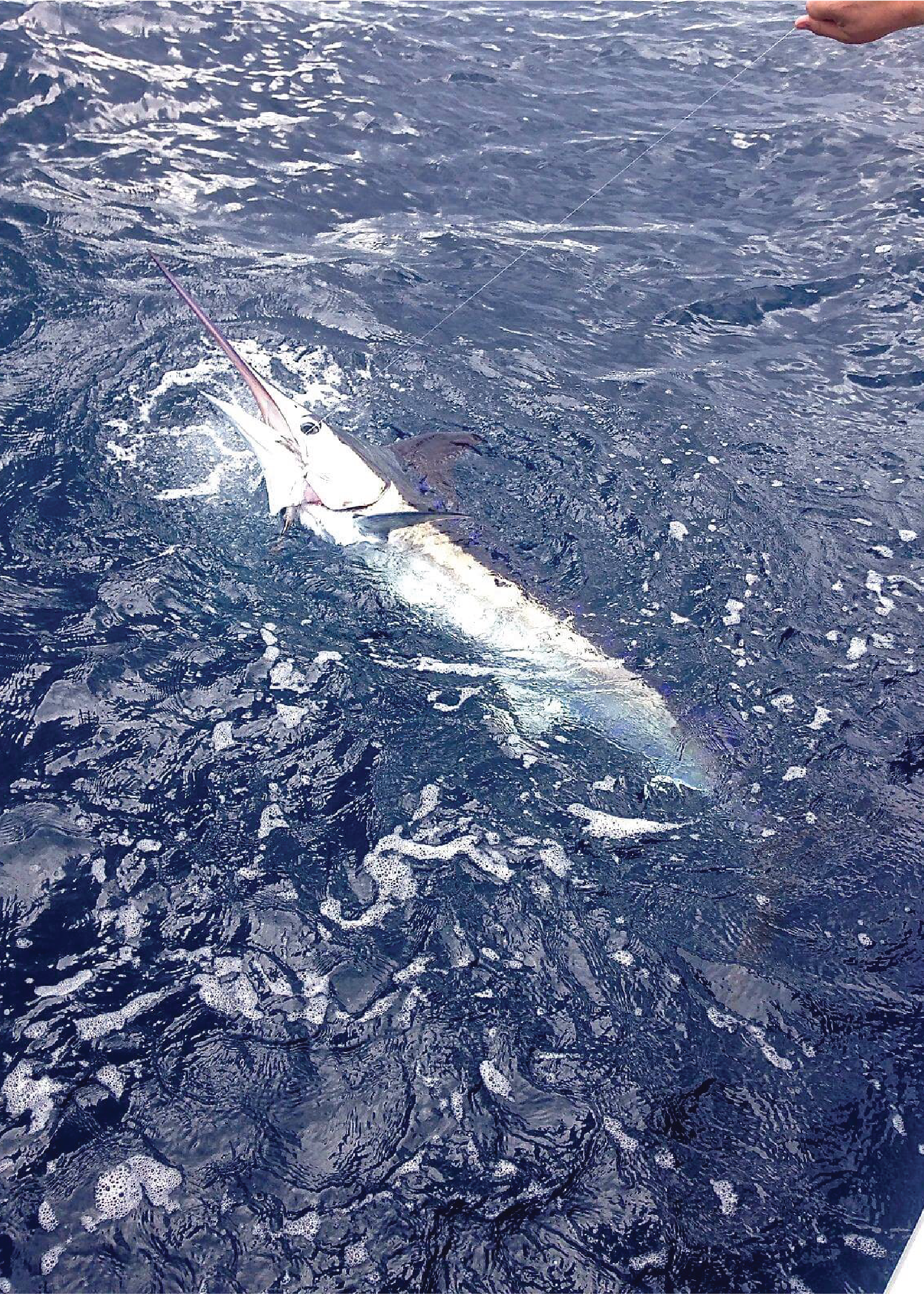 Blue Marlin fishing deep sea fishing charter in Venice, Louisiana