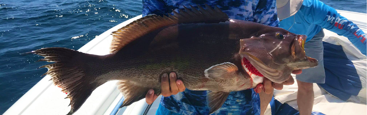 Grouper fishing charters in Venice, Louisiana