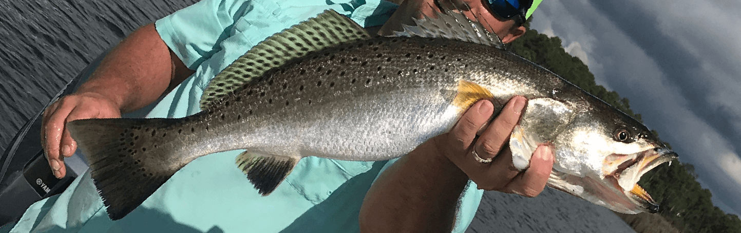 Speckled Trout  Inshore Fishing in Venice