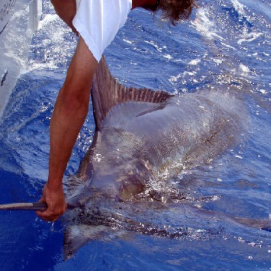 Trophy size blue marlin caught on deep sea fishing charter in Venice, LA