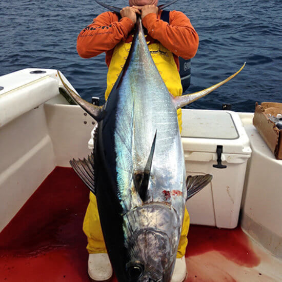 Catch Yellowfin Tuna in Venice, LA