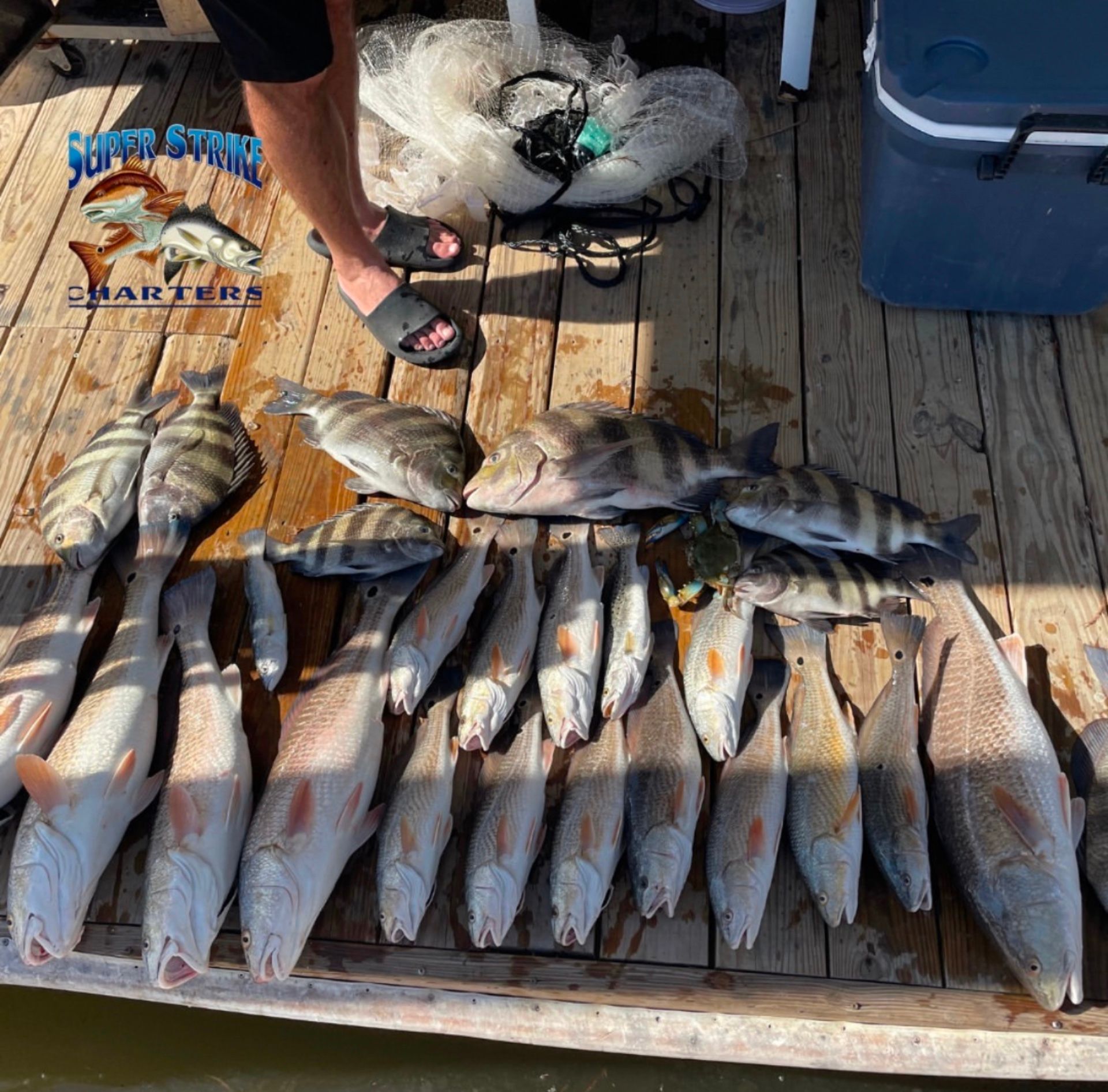 dock full of fish