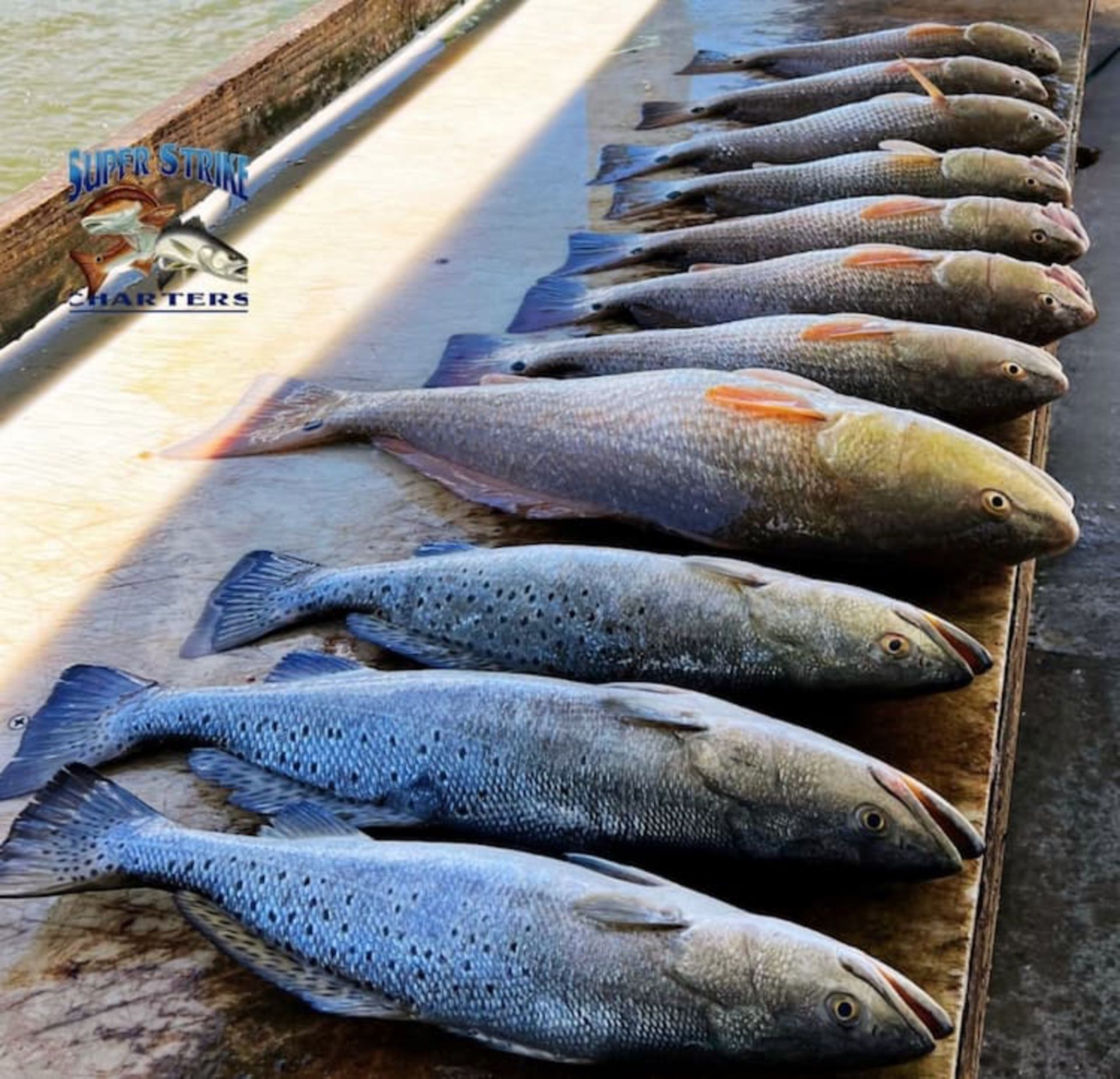 speckled-trout-and-redfish.jpg