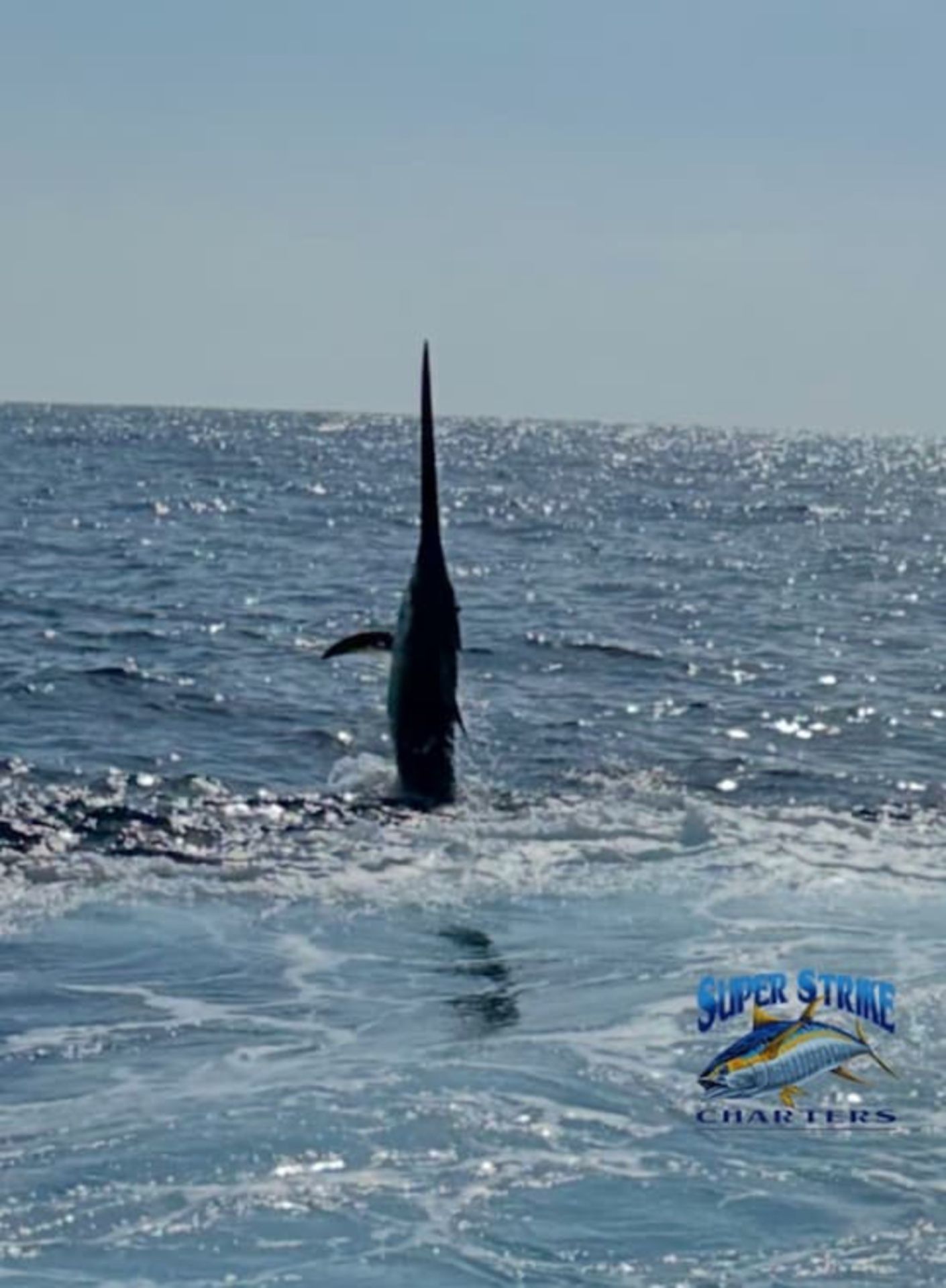 swordfish-fighting.jpg