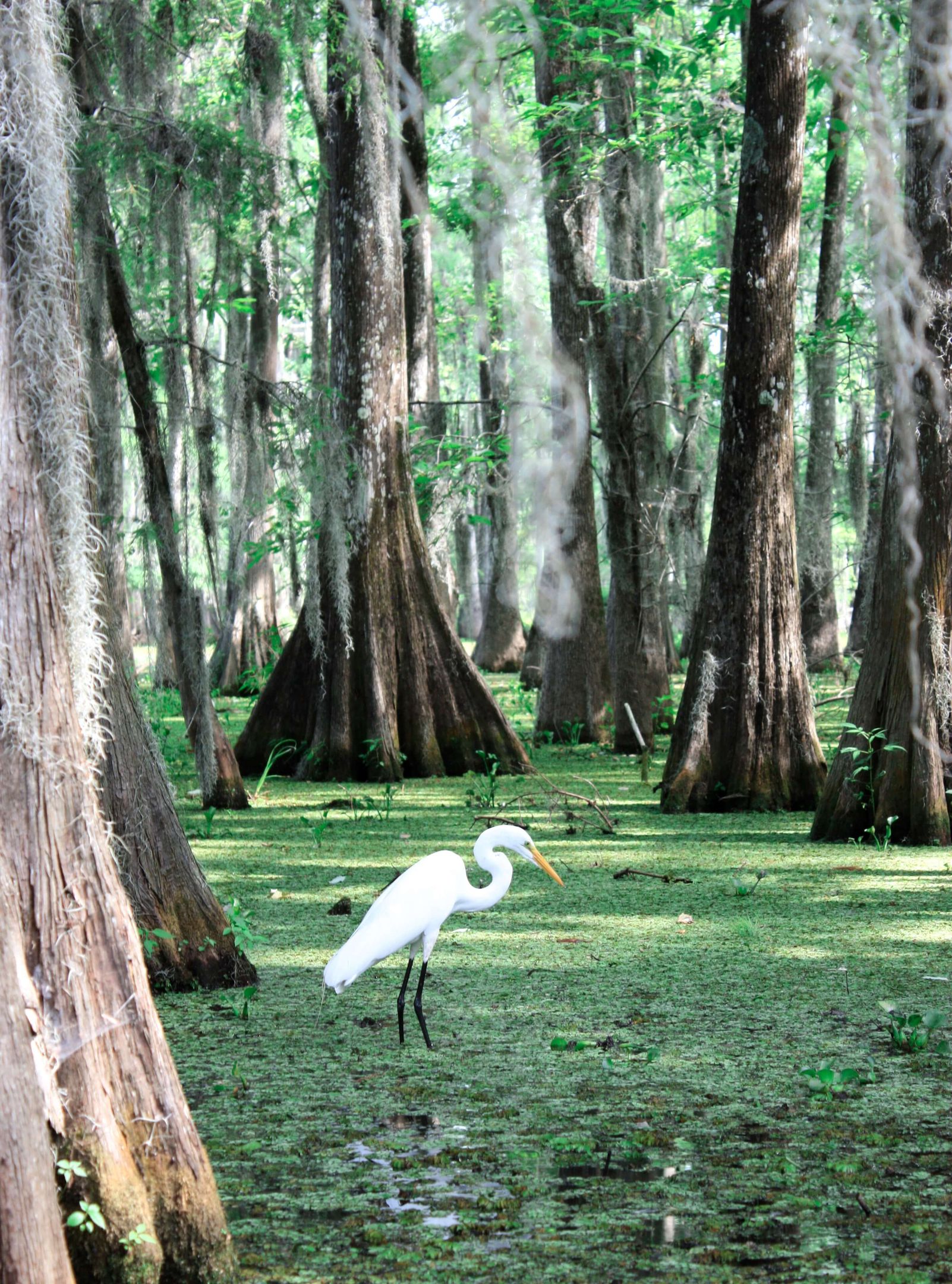 Louisiana fishing charters