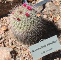 File:Mammillaria standleyi - Desert Botanical Garden.jpg File:Mammillaria standleyi - Desert Botanical Garden.jpg