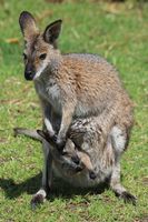 File:Macropus rufogriseus with joey in pouch.jpg File:Macropus rufogriseus with joey in pouch.jpg