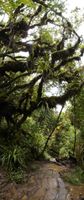 File:Sentier foret Belouve.jpg File:Sentier foret Belouve.jpg