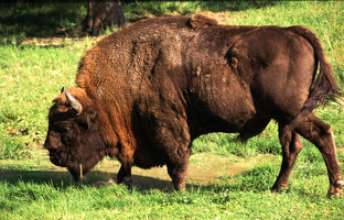 File:Wisent.jpg File:Wisent.jpg