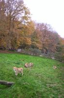 File:Parc zoologique de Lisieux.jpg File:Parc zoologique de Lisieux.jpg