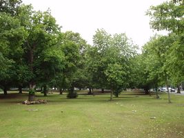 File:Ealing Common - geograph.org.uk - 17075.jpg File:Ealing Common - geograph.org.uk - 17075.jpg