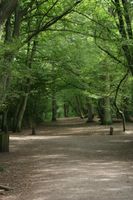 File:HIGHGATE WOOD.jpg File:HIGHGATE WOOD.jpg
