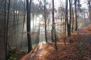 File:10 Im Nationalpark Sächsische Schweiz.jpg File:10 Im Nationalpark Sächsische Schweiz.jpg