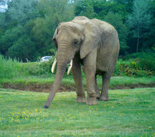 File:Planète sauvage - éléphant, vue de face.jpg File:Planète sauvage - éléphant, vue de face.jpg