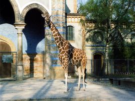 File:Giraffe-berlin-zoo.jpg File:Giraffe-berlin-zoo.jpg