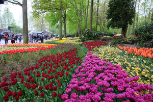 File:Keukenhof (27696438037).jpg File:Keukenhof (27696438037).jpg