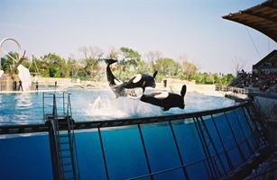 File:Marineland Antibes 04.jpg File:Marineland Antibes 04.jpg