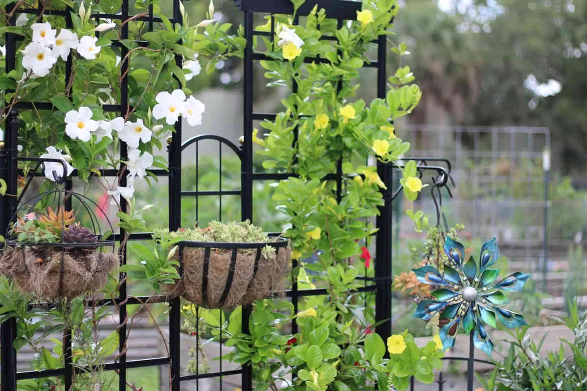 trellises for gardens