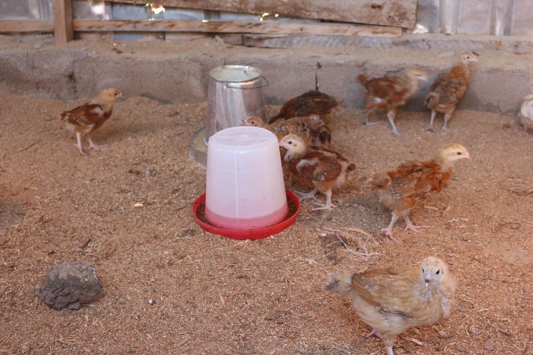 TBI WP MINI POULTRY FARM